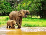 ŠRI LANKA i MALDIVI